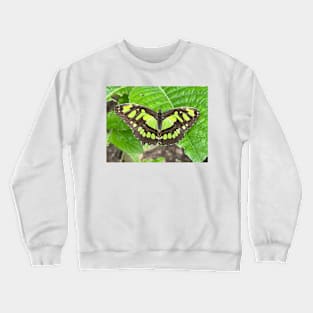 Green Butterfly on Green Leaf Crewneck Sweatshirt